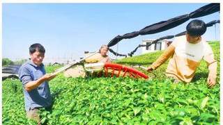 为传统茶产业延链补链 新茶饮激发黔茶新活力