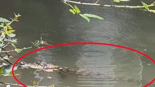 上海一小区内出现鳄鱼，当地：系2岁暹罗鳄，初步判断是人为遗弃，暂收容至动物园