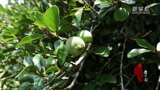 寻闽味:闽南夏味 薜荔凉粉