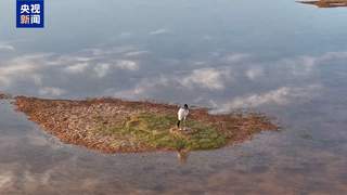 美丽中国行丨万物比邻 各得其乐！看三江源国家公园的动人风景