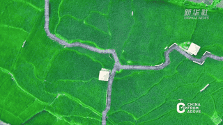 青穗垂田稻香漫，福建盛夏田园诗