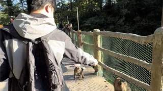 峨眉山景区回应游客用假蛇驱赶猴子：猴子天生怕蛇但建议文明游玩