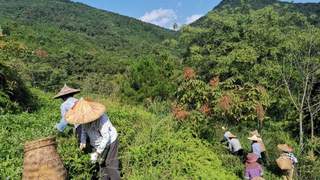 乌龙老茶茶多酚转化研究：七年左右达成分新平衡