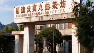 星村茶人引领武夷岩茶改革浪潮