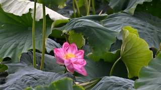 盛夏鹤庆西草海荷花盛放 泛舟赏玩湖畔市集烟火浓
