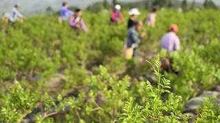 湖北来凤藤茶签约8项 2.5亿元订单将销往全球