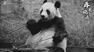 中国大熊猫保护研究中心通报 33岁雌性大熊猫硗远抢救无效离世