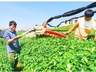 为传统茶产业延链补链 新茶饮激发黔茶新活力