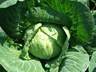 家庭晚餐备6道主菜凑11盘 荤素搭配获全员光盘