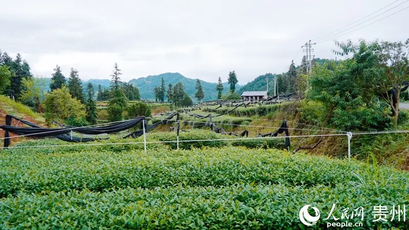 行进中国|贵州铜仁:一叶抹茶 香飘世界