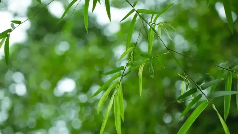 夜读 | 《飘》中的3句话，藏着向上的密码
