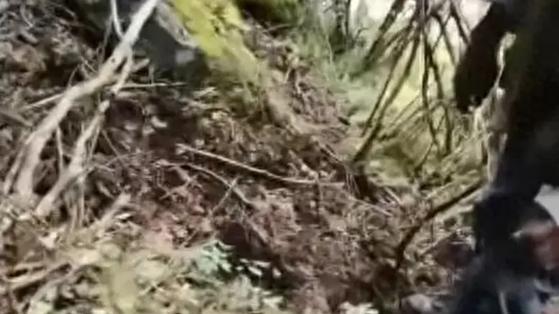 四川57岁男子独自进山捡菌子失踪,3天后找到时已身亡,现场发现熊窝熊粪;康定林草局:若核实为熊袭击致身亡将赔付