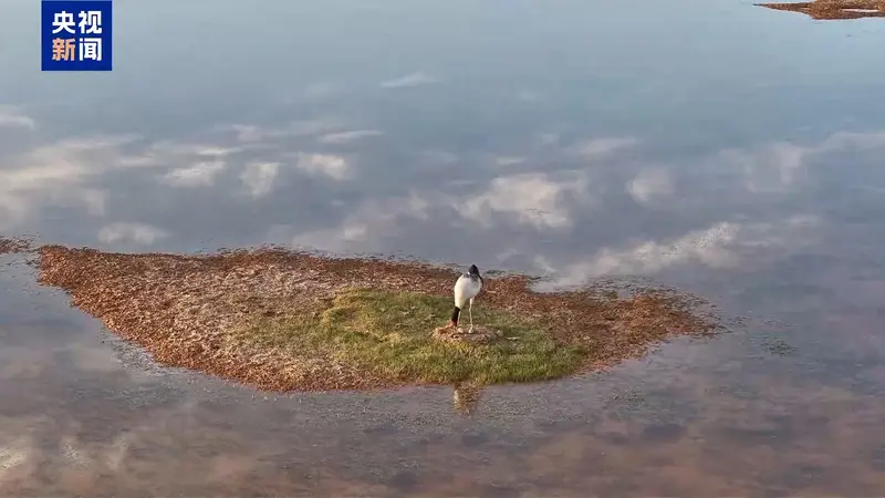 美丽中国行丨万物比邻 各得其乐!看三江源国家公园的动人风景