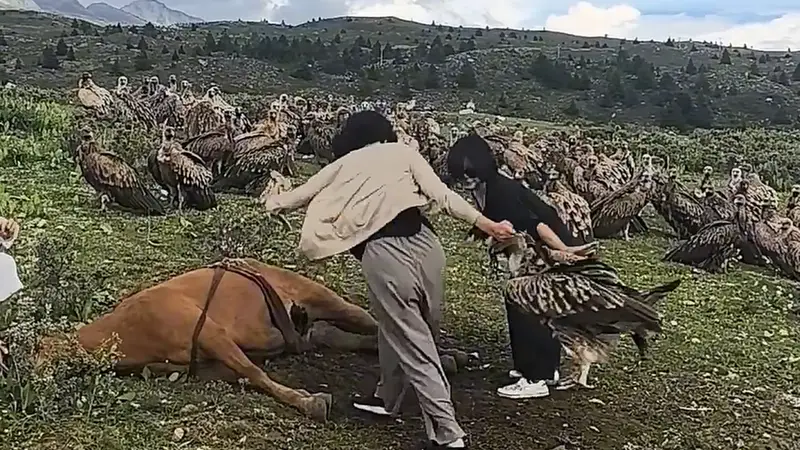 兀鹫吃马尸是生态需要 阻止行为欠考虑