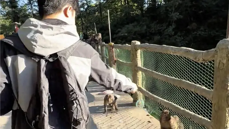 峨眉山景区回应游客用假蛇驱赶猴子:猴子天生怕蛇但建议文明游玩
