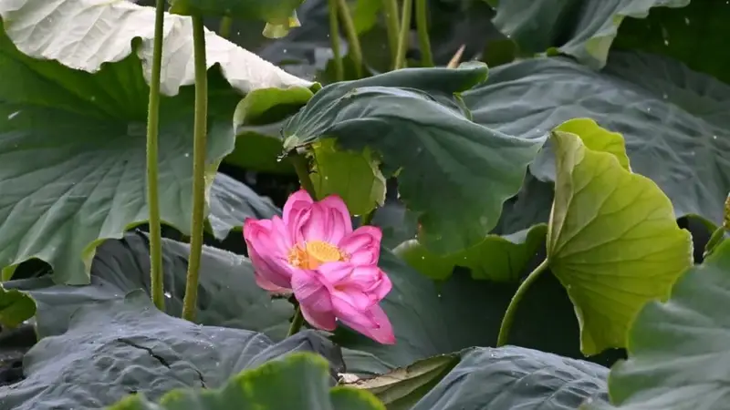 盛夏鹤庆西草海荷花盛放 泛舟赏玩湖畔市集烟火浓