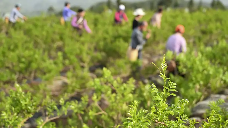 湖北来凤藤茶签约8项 2.5亿元订单将销往全球