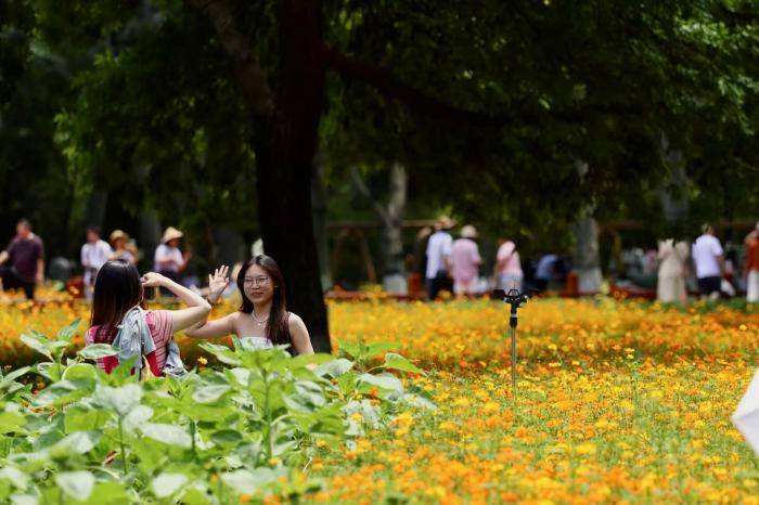 视点｜盛夏鎏金花海上线！奥森硫华菊烂漫盛放