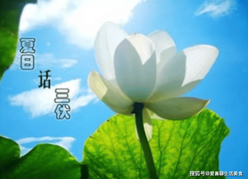 快入伏了，要多吃碱性菜！分享8道碱性凉拌菜做法，清热去燥安稳入伏！