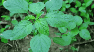 绿苋菜的营养价值？