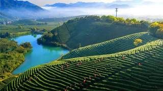 蹲点深一度｜古茶村展新韵