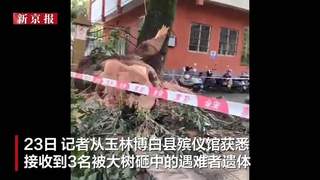 7月22日广西玉林博白公园大树倒伏砸路人 3名遇难者遗体已由殡仪馆接收
