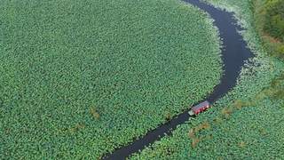 雄安圈头荷塘迎盛夏 游客泛舟赏荷揽水乡风光