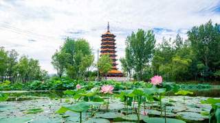 延庆夏日花海盛放 草木葱茏绘就生态景致