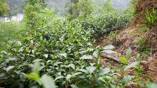 新白村金砂红红茶获国际学术认可 生态茶叶产业带动村民增收