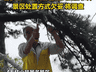 争议“网红树”被砍:安全与美景不该只是二选一 |实习生选拔赛