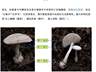 郑州一火锅店菜单现剧毒“白杆杆”？店家称正规渠道采购，当地市监未接到相关投诉