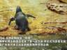 8月5日广东横琴长隆诞生本土首只极危物种非洲企鹅宝宝