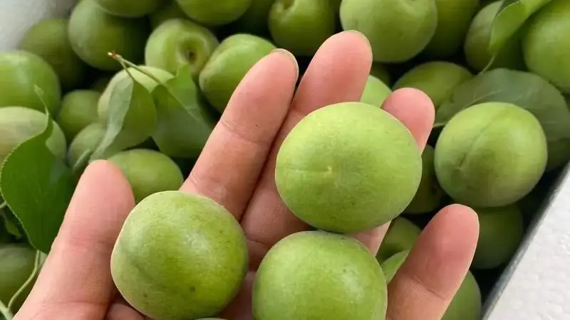 新手也能成功，青梅酒如何才好喝又耐放的关键在这