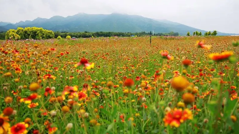 北京七孔桥花海绽放金翅菊，斑斓花海引游客纷至沓来