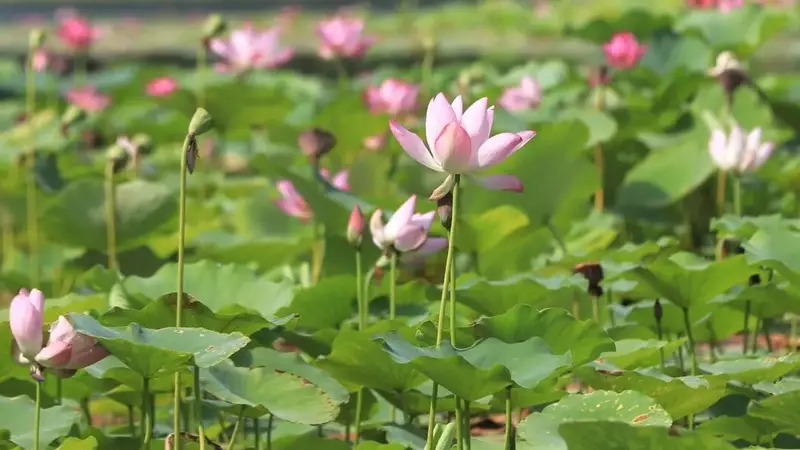 打卡赏荷！不妨来这里！