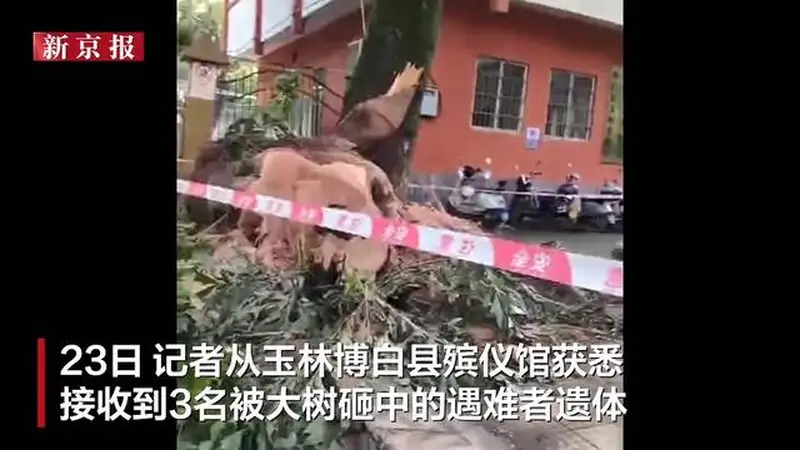 7月22日广西玉林博白公园大树倒伏砸路人 3名遇难者遗体已由殡仪馆接收