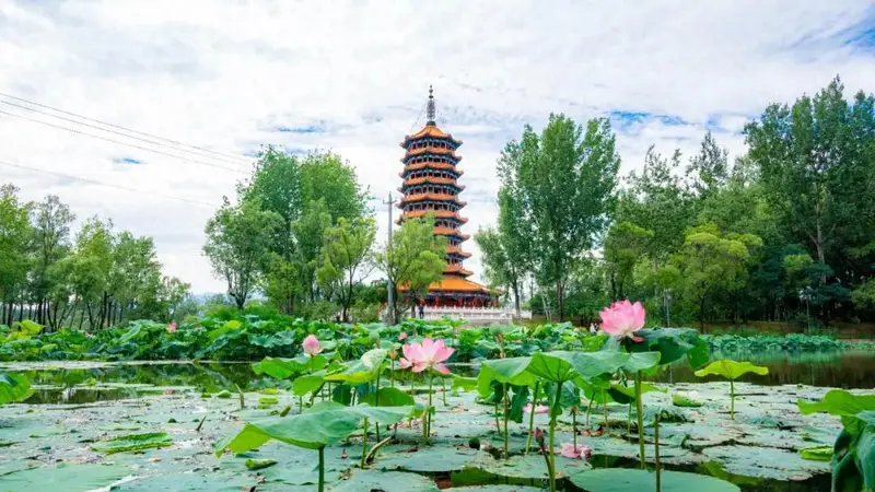 延庆夏日花海盛放 草木葱茏绘就生态景致
