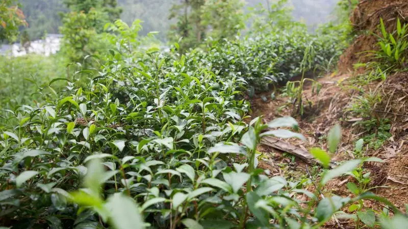 新白村金砂红红茶获国际学术认可 生态茶叶产业带动村民增收