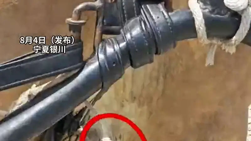 8月3日陵景区游客量激增致马车马匹受伤 景区致歉并公布处置整改方案