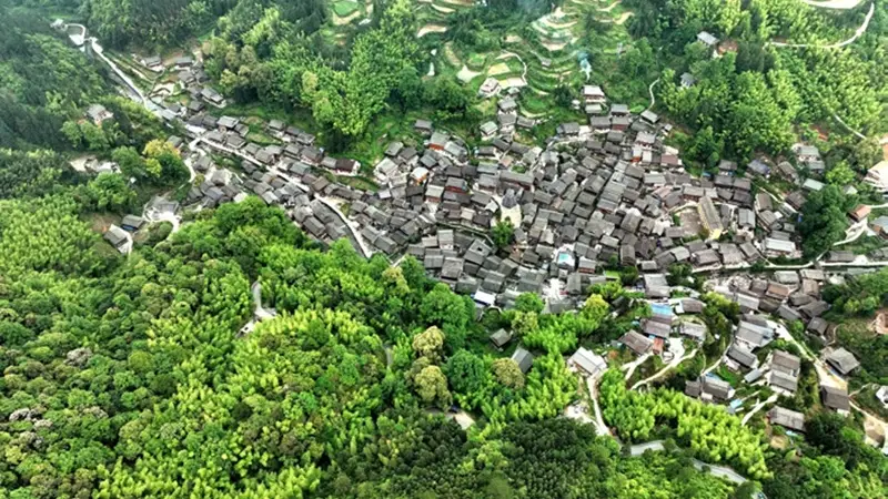 大利侗寨靠传统乡规与现代管护守好山林 千年古林生机盎然
