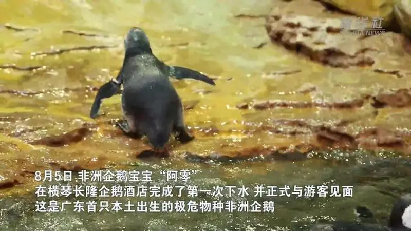 8月5日广东横琴长隆诞生本土首只极危物种非洲企鹅宝宝