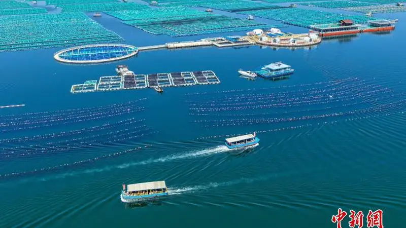 暑期山东海洋牧场海上休闲游热度攀升
