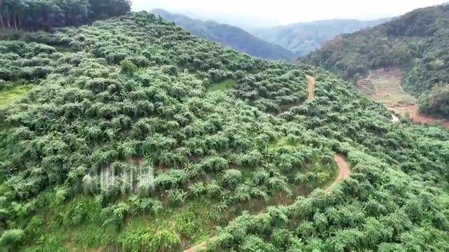 山野鲜笋入宴！云南江城解锁夏日消暑新吃法