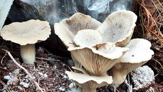 越西山菌鲜态亮相 诱人情不自禁倾心