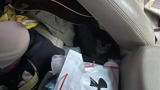 朋友打电话骂我偷猫,刚想回怼…“你什么时候上车的?”