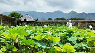 6-8月最佳观赏期！灵川这个荷花园藏着夏日田园的全部诗意