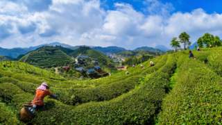 福建大田：盛夏出“金叶” 高山茶飘香