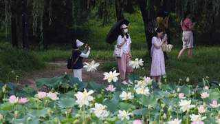 圆明园第三十一届荷花节打造夏日文旅盛会，千亩荷花迎最佳观赏期