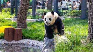 北京动物园开启夏日消暑模式 多措保障动物度夏