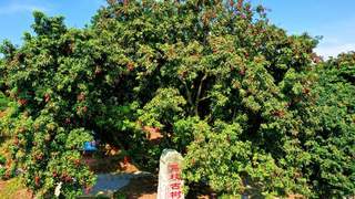 四川合江荔枝：千年古道今飘香